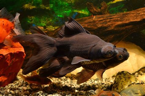black more fish|Black Moor Goldfish: Care Guide, Tankmates & .